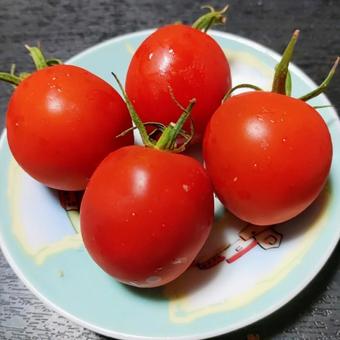 完熟トマト 完熟トマトの写真