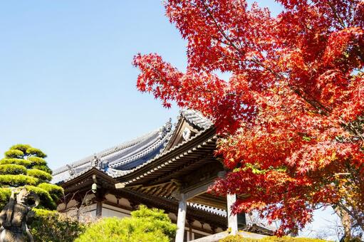 称名寺の紅葉(28) 秋,紅葉,称名寺の写真素材