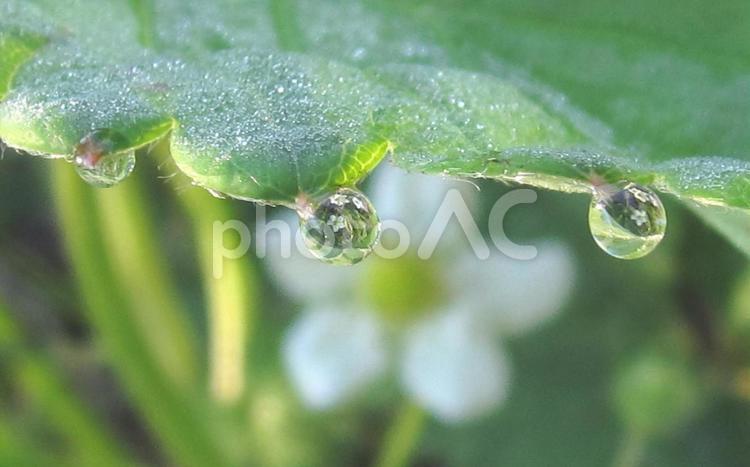 イチゴの花と水滴 イチゴ,水滴,庭の写真素材
