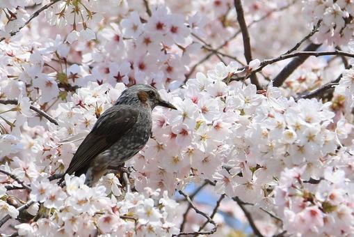 鳥と花の写真
