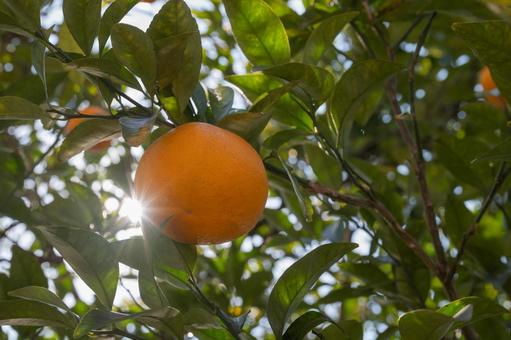 木漏れ日と柑橘 みかん,ニューサマーオレンジ,柑橘の写真素材