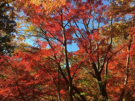 紅葉 紅葉の写真