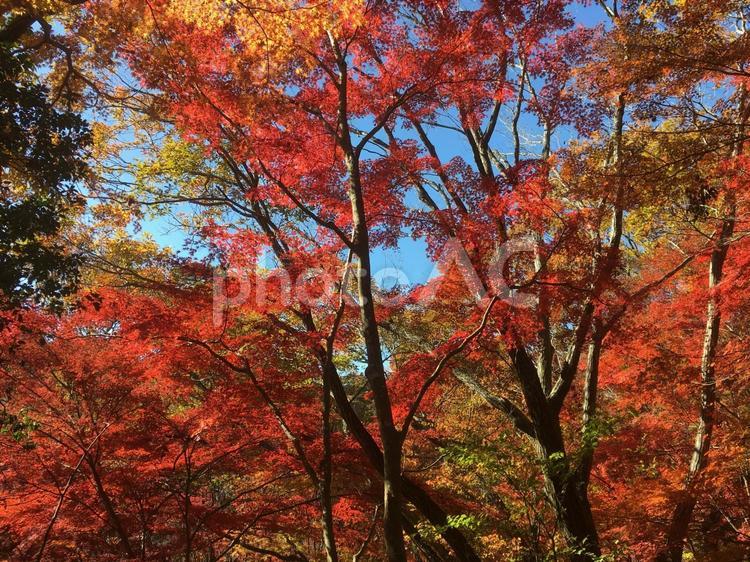 紅葉 秋,木,空の写真素材
