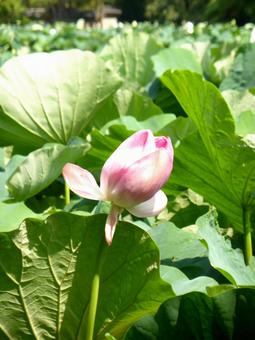 鶴岡八幡宮・源氏池のハス ハス,花,植物の写真素材