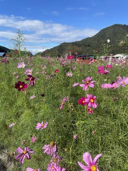 コスモス コスモス 花,自然,夕日の写真素材