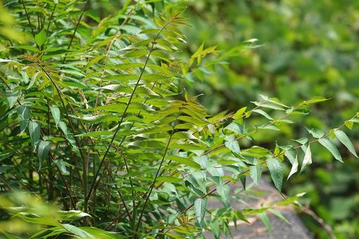 外来種雑草のイメージ素材 外来種雑草のイメージ素材の写真