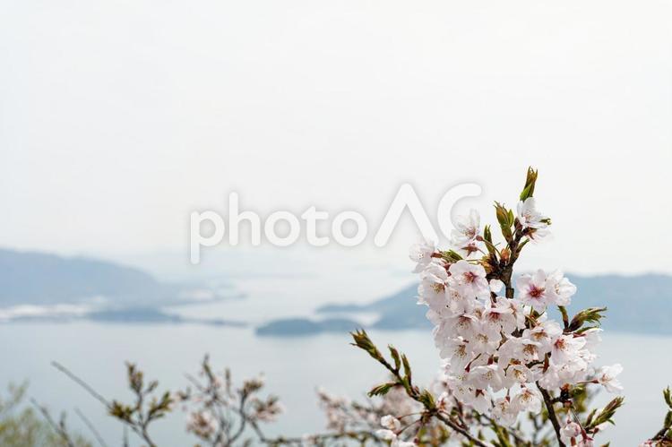 低山にあるソメイヨシノと海 桜,ソメイヨシノ,春の写真素材