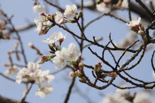 満開の桜 満開,桜,ソメイヨシノの写真素材