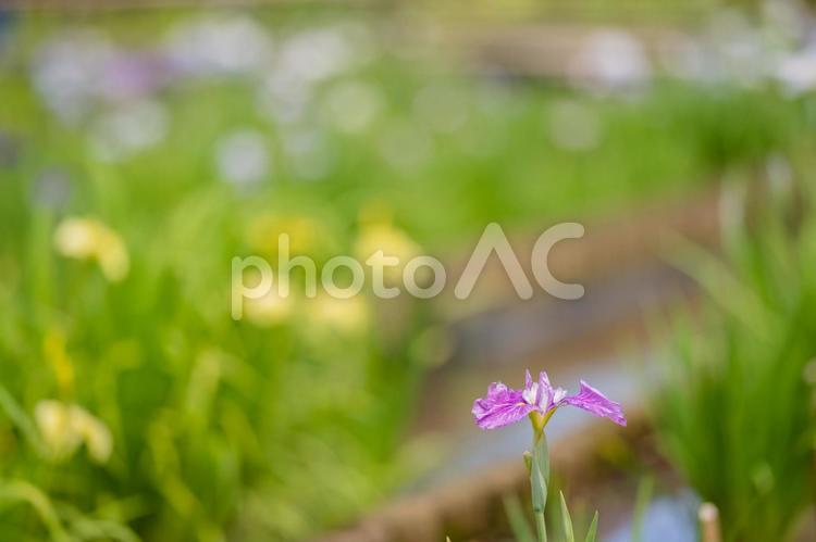 東村山菖蒲まつりの花菖蒲 東京,東村山,菖蒲まつりの写真素材