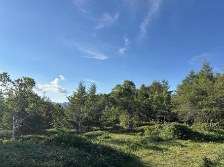 晴天下の木々 晴天下の木々 山,風景,自然の写真素材