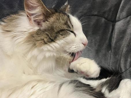 毛繕いする猫1 毛繕いする猫1の写真