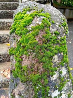 石苔 石苔 石苔,苔,柏市観音寺の写真素材