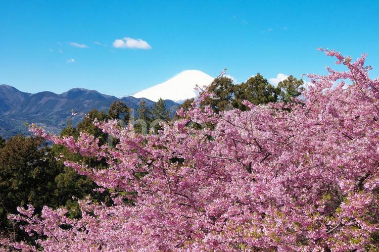 満開の桜と綺麗に雪をかぶった富士山　６ 桜,富士山,青空の写真素材