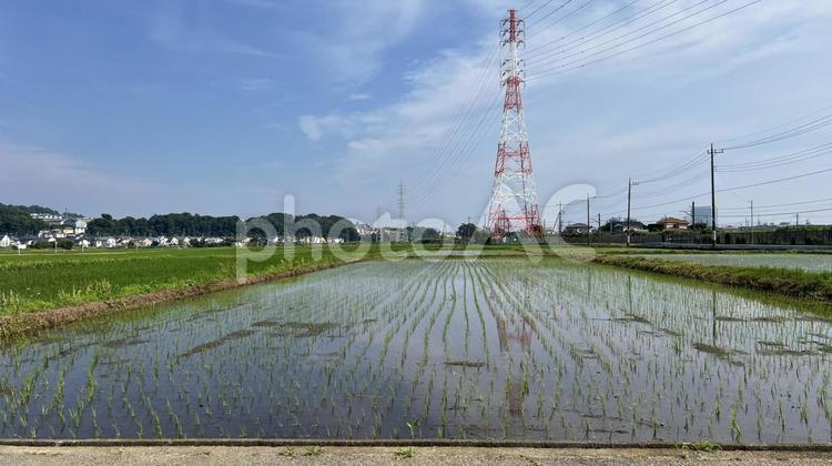 田んぼと鉄塔 田んぼ,鉄塔,田園風景の写真素材