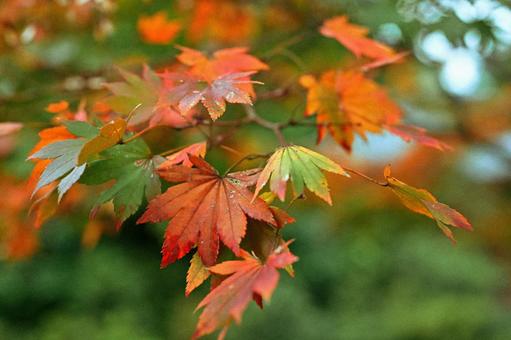 赤と緑が混ざる初秋の紅葉 紅葉,屋外,秋の写真素材