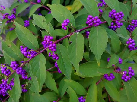 小さな紫の実 小さな紫の実の写真