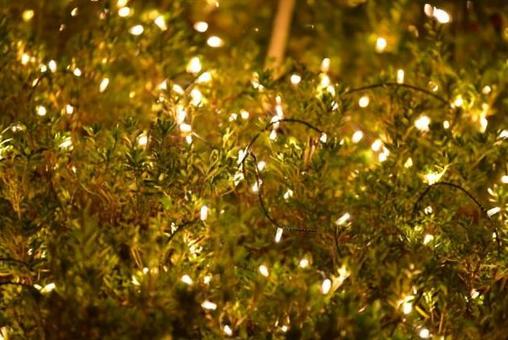 イルミネーションの写真