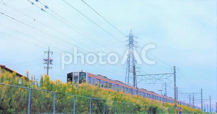 黄色い花道が綺麗な秋の電車の風景 電車,jr,黄色い花の写真素材