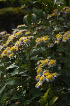 立冬：ハナイソギク1 植物,ハナイソギク,花磯菊の写真素材
