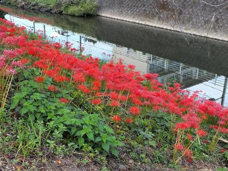 ヒガンバナが赤く燃える土手と川 ヒガンバナが赤く燃える土手と川 ヒガンバナ,曼殊沙華,赤い花の写真素材