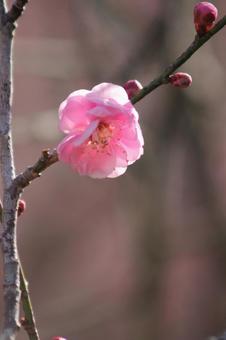 梅の花 梅の花の写真