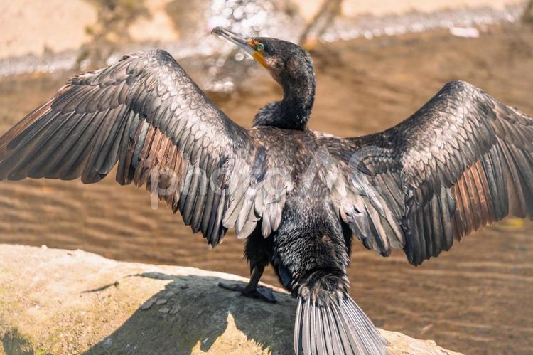 羽を広げるカワウ カワウ,野鳥,鳥の写真素材