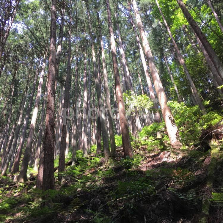 森林  森林,日射し,光の写真素材