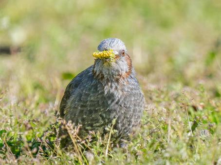 タンポポを食べるヒヨドリ タンポポを食べるヒヨドリの写真