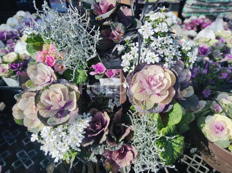 葉牡丹の寄せ植え カラフル,自然,葉牡丹の写真素材