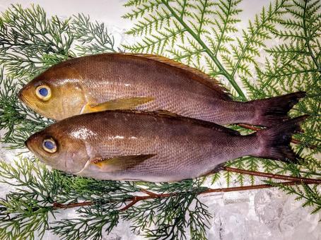 鮮魚 イサキ 鮮魚 イサキ いさき,魚,お造りの写真素材