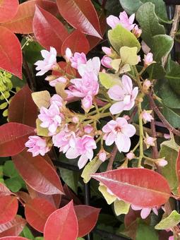 春の花 春の花の写真