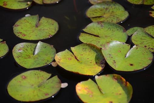 池の葉っぱ♪ 池の葉っぱ♪の写真