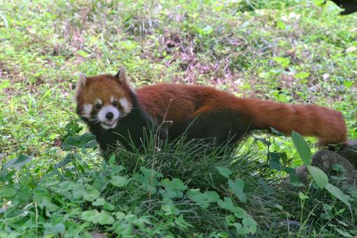 こちらに向かって鳴くレッサーパンダ こちらに向かって鳴くレッサーパンダ レッサーパンダ,シセンレッサーパンダ,動物の写真素材