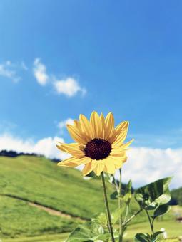 高原の花畑に咲くヒマワリ 高原の花畑に咲くヒマワリ ヒマワリ,ひまわり,向日葵の写真素材
