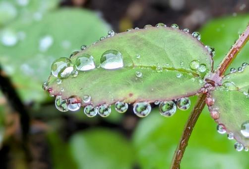 葉っぱに雨雫 葉っぱに雨雫の写真