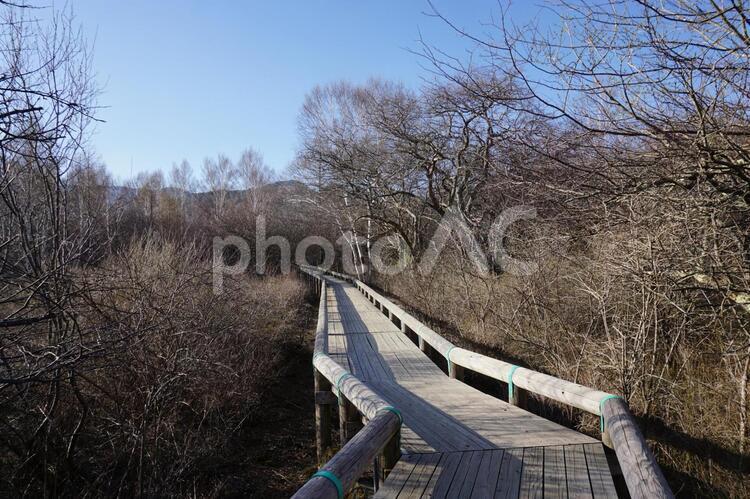 日光　戦場ヶ原の木道 日光,戦場ヶ原,山の写真素材