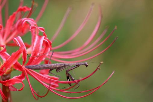 ヒガンバナとカマキリ ヒガンバナとカマキリ コカマキリ,カマキリ,曼殊沙華の写真素材