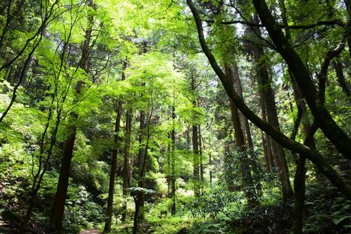 明るい森 明るい森 森,樹木,自然の写真素材