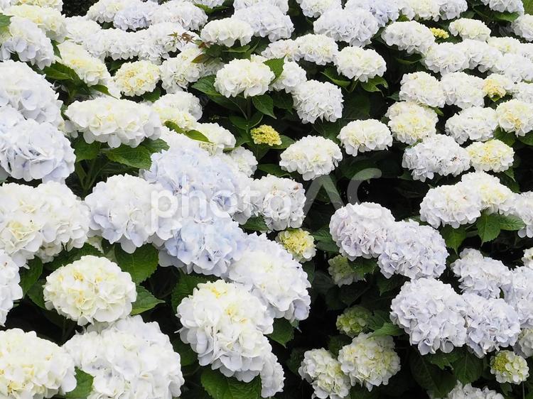 白あじさい群生 あじさい,紫陽花,アジサイの写真素材