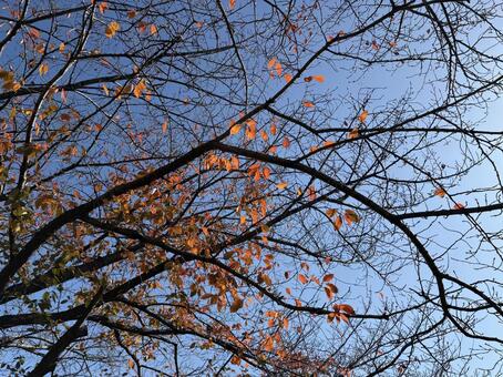 落葉 秋,落葉,冬の写真素材