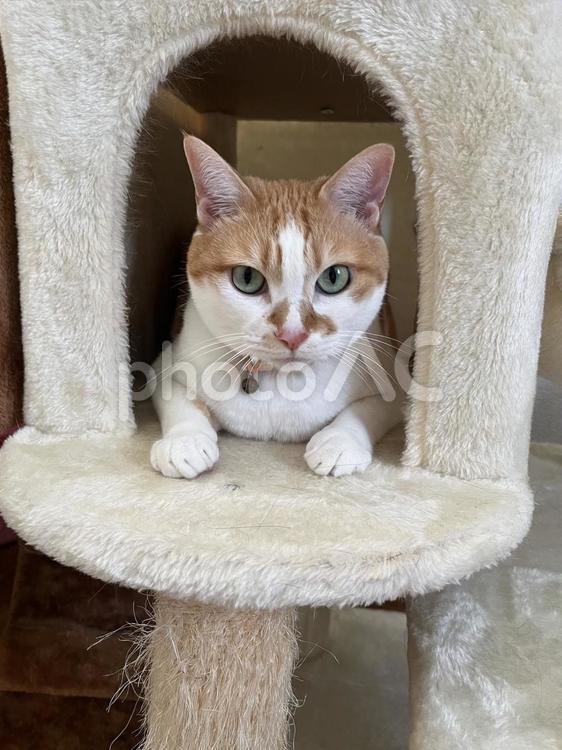 わたしのおうち 猫,にゃんこ,愛猫の写真素材