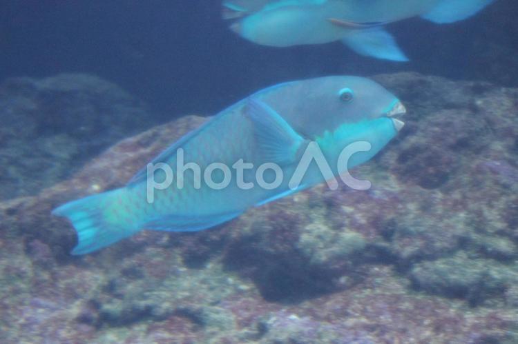 美ら海水族館 美ら海水族館,沖縄,魚の写真素材