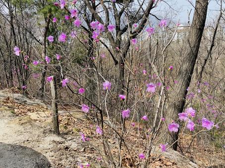 花と木 花と木の写真