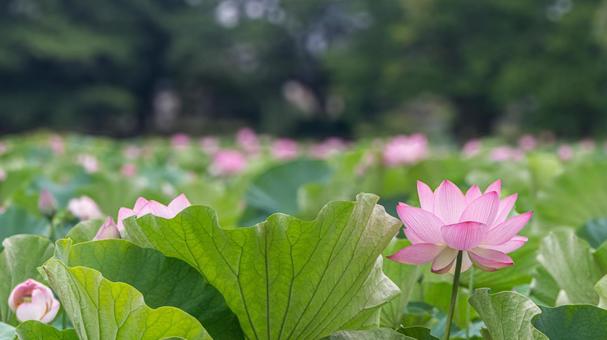八坂公園の蓮池 八坂公園の蓮池の写真
