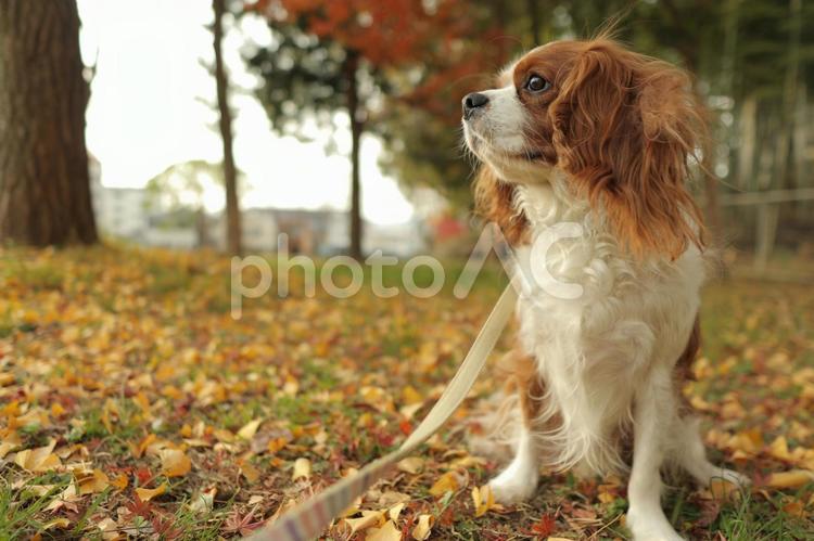 イチョウの葉の上の犬　キャバリア 犬,キャバリア,dogの写真素材