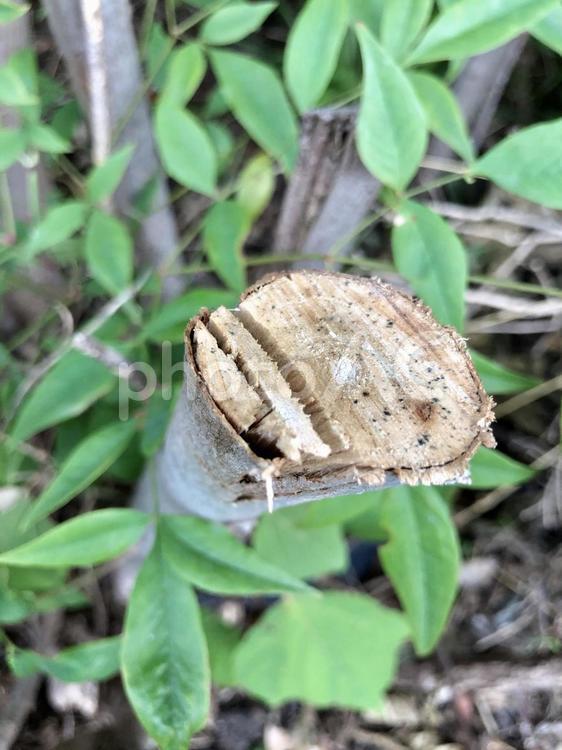 木の切れ目 木,自然,切れ目の写真素材