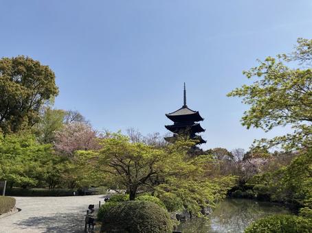 2022年4月東寺(京都)の風景 2022年4月東寺(京都)の風景 京都,東寺,桜の写真素材