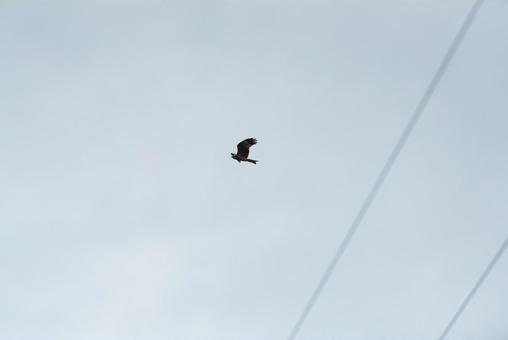 A black kite gracefully flying through the sky, JPG A black kite gracefully flying through the sky, JPG