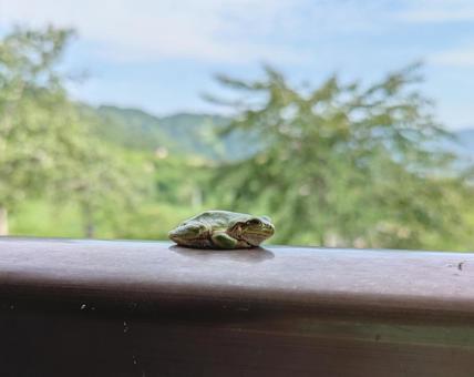 新緑のカエル カエル,風景,自然の写真素材