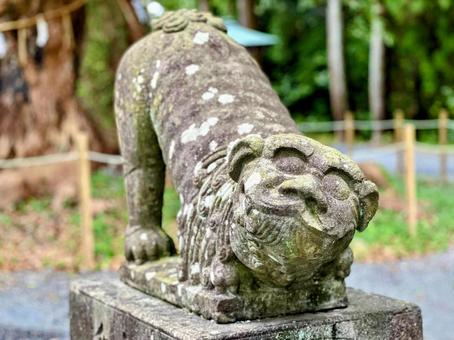 千栗八幡宮 趣のある,風情のある,木の写真素材
